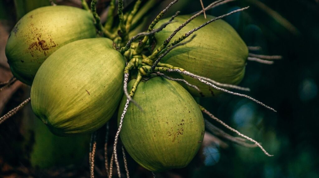 9 Benefits of Coconut Water for Pregnant Women, Important!