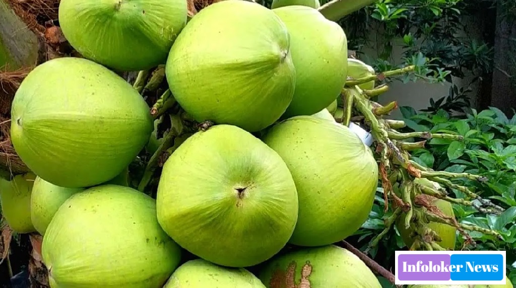 Benefits of Coconut Water for Pregnant Women