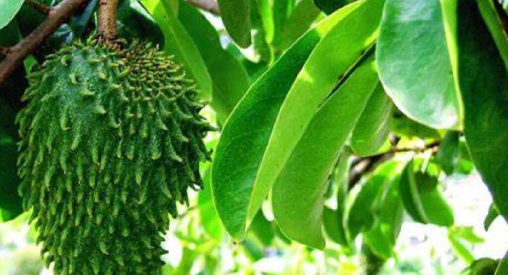 Tons of Benefits and Efficacy of Soursop Fruit for Health