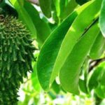 Tons of Benefits and Efficacy of Soursop Fruit for Health